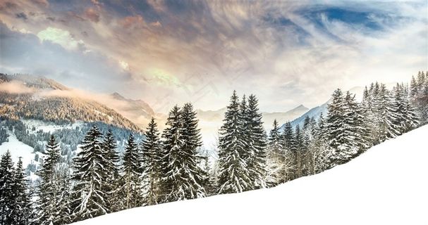雪地里的杉树林风景图片