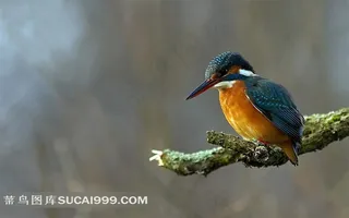 树枝上的翠鸟摄影