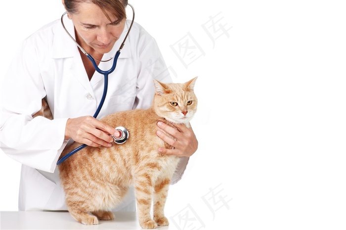 宠物猫咪照片