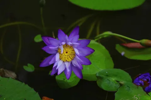 蓝色池塘睡莲背景图