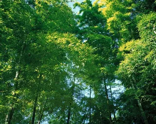 竹林中翠绿的竹叶