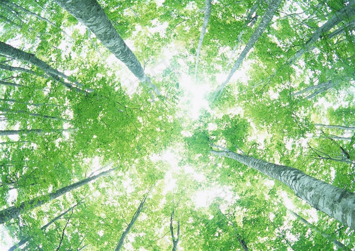 森林风景仰视素材