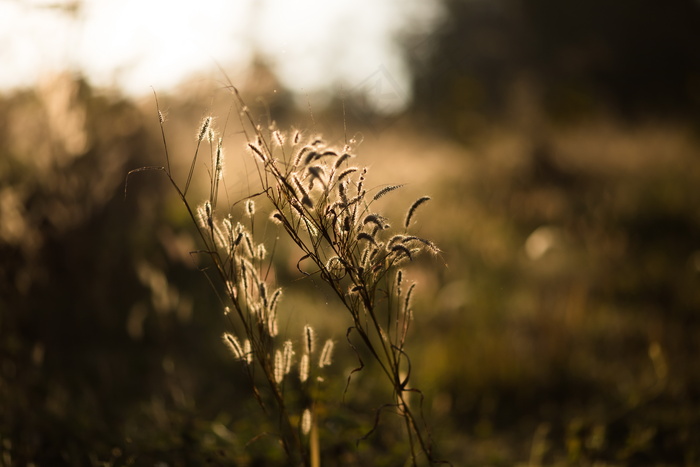 非主流狗尾草意境图片