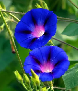蓝色牵牛花高清图片 蓝色牵牛花高清图片