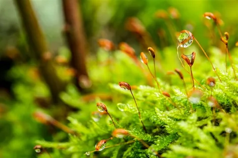 树林间挂着水珠的植物摄影高清图片 树林间挂着水珠的植物摄影高清图片