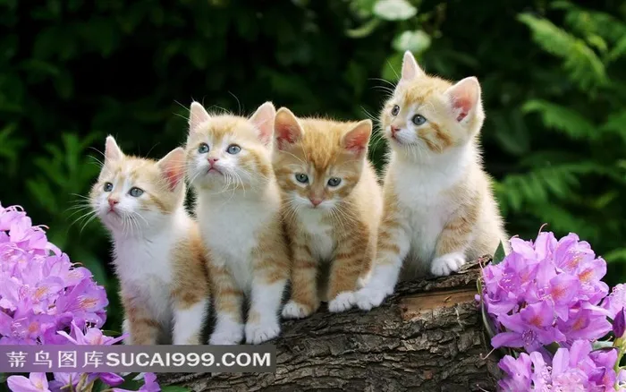 四只可爱的小猫咪高清壁纸