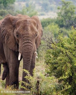 森林里的泰国大象图片