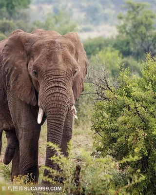 森林里的泰国大象图片