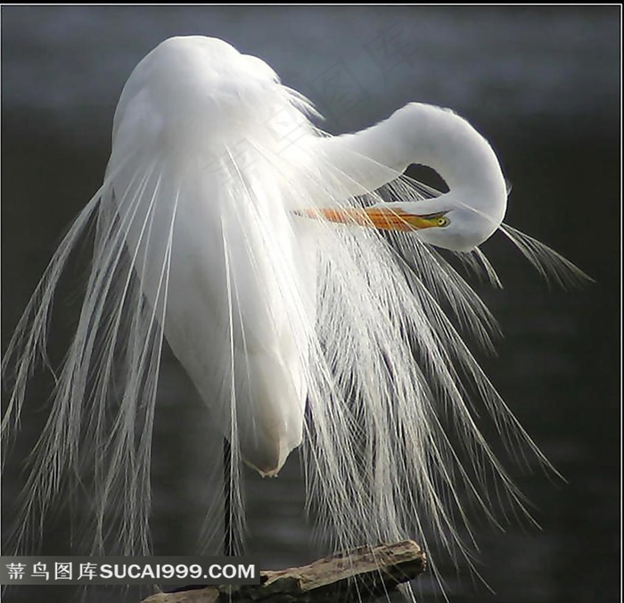 水中栖息白色的天鹅