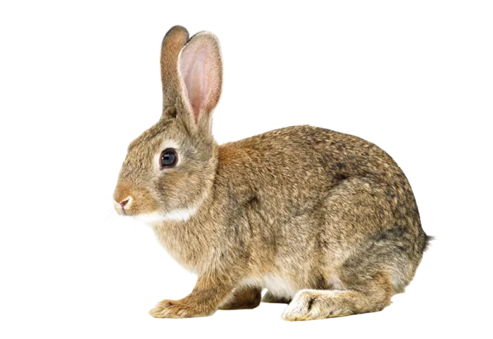 动物兔子兔年
