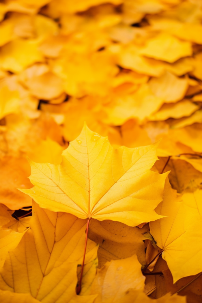 秋天黄色的落叶铺满了地上摄影图