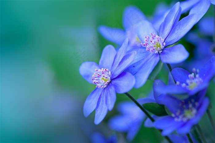 花朵植物花卉鲜花