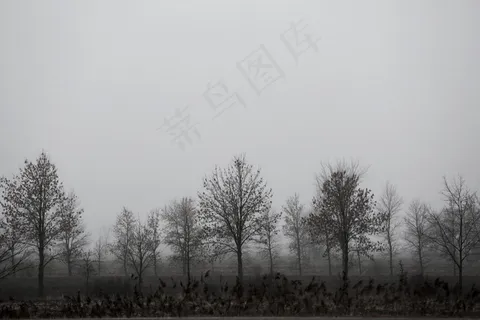 田野树木图片 田野树木图片
