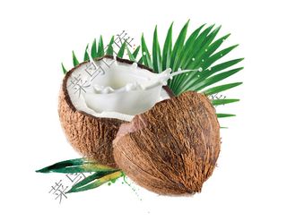 椰子高清图