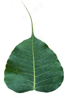 菩提叶图片 菩提叶图片