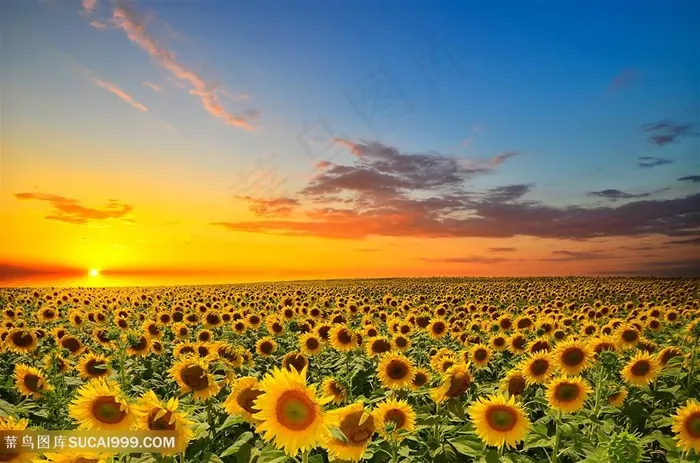 高清唯美夕阳下向日葵花海鲜花图片