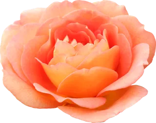 鲜花玫瑰免扣素材