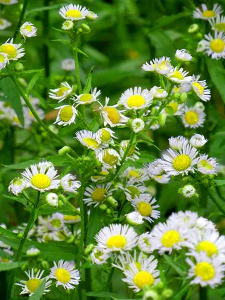 高清野菊花图片下载