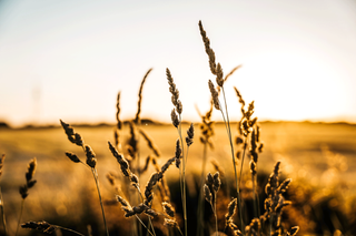 粮食-农业-金的-日落-光反射-散景-光-自然-小麦