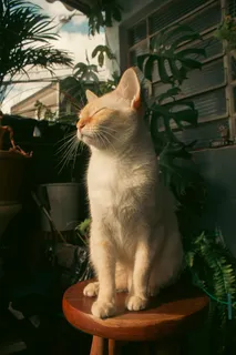 可爱猫咪猫猫摄影素材