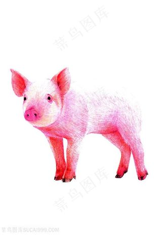 小猪仔插画图片