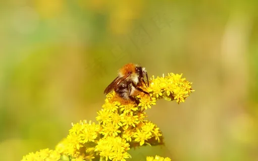 采蜜的大黄蜂图片 采蜜的大黄蜂图片