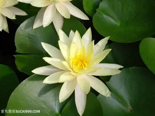 高清俯拍皎洁白莲花荷花图片