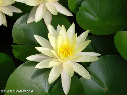 高清俯拍皎洁白莲花荷花图片 高清俯拍皎洁白莲花荷花图片