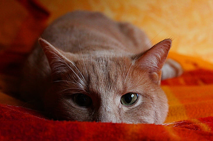 可爱猫咪 动物 素材 奶萌 (149)