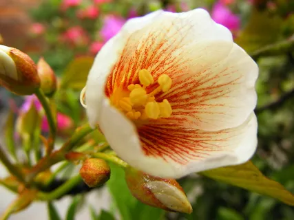 梧桐花图片 梧桐花图片