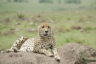 动物园野生猎豹图片