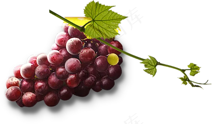 葡萄免抠素材 (11)