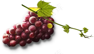 葡萄免抠素材 (11)