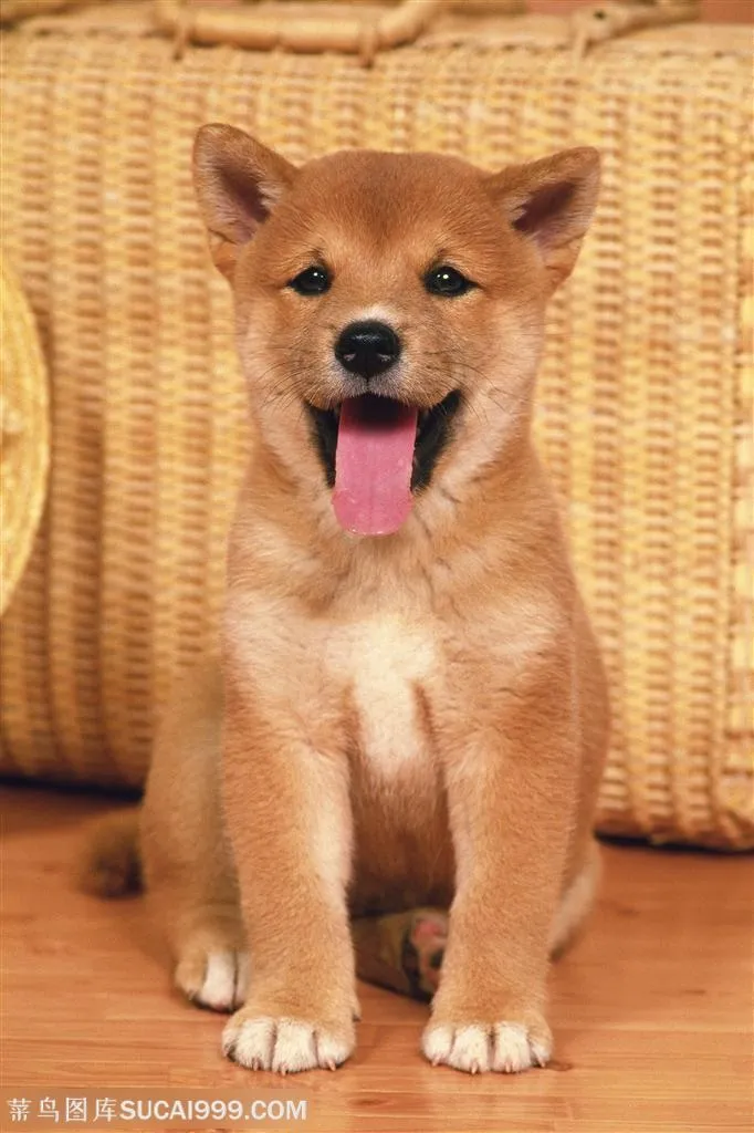 -可爱的尖嘴犬中华田园犬