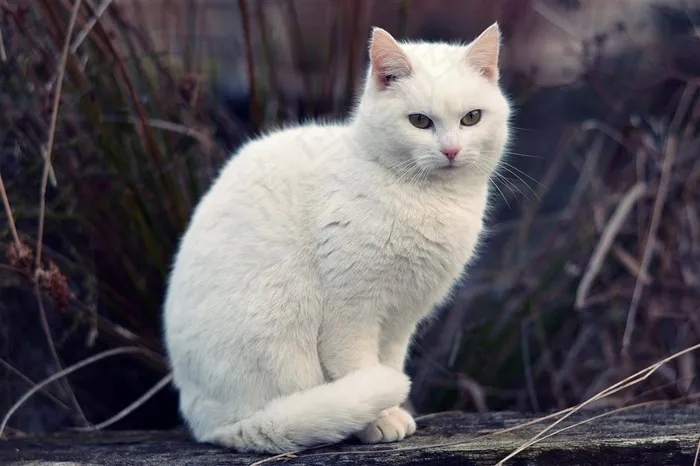 可爱的波斯猫图片