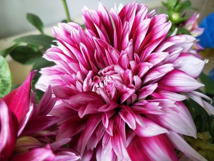 绽放中的菊花图片