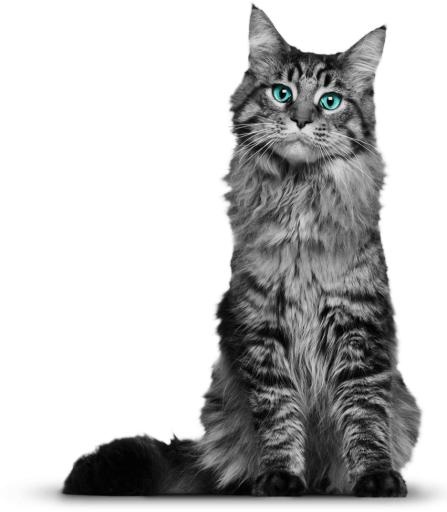 坐着的灰猫 PNG免抠(851x974)