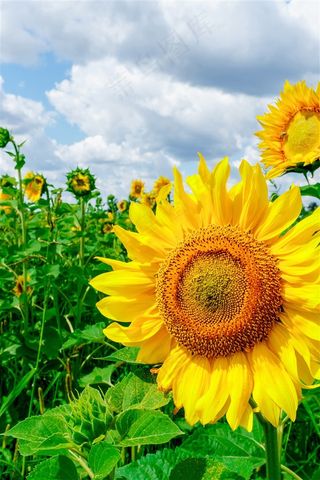 高清特写向日葵花海鲜花图片