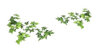 中国古风元素枫叶