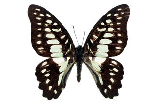 蝴蝶 彩蝶 花蝴蝶 动物 昆虫 免抠