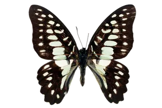 蝴蝶 彩蝶 花蝴蝶 动物 昆虫 免抠