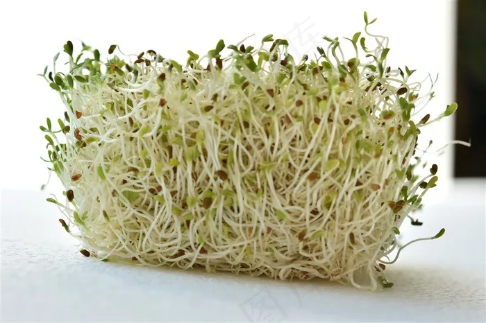 新鲜豆芽菜图片