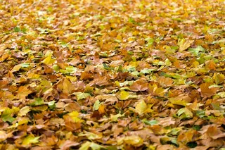 秋日秋天黄色树叶落叶枫叶