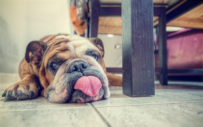 可爱的宠物萌犬高清图