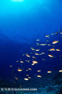 海洋鱼类深海鱼群高清摄影图