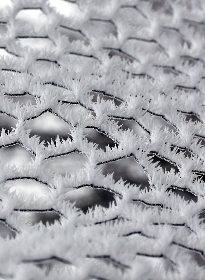 丘树木 霜 寒冷的 雪景 景观 风景 风