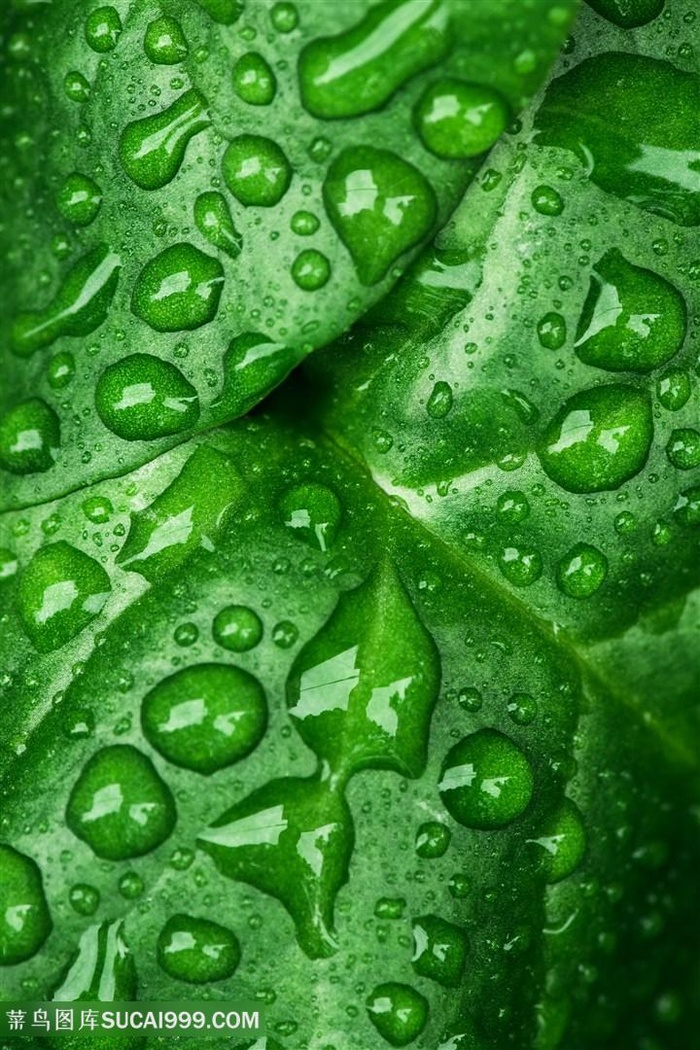 绿叶上的水滴背景