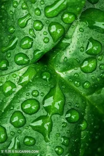 绿叶上的水滴背景 绿叶上的水滴背景