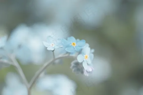 蓝色小花唯美淡雅背景图片 蓝色小花唯美淡雅背景图片