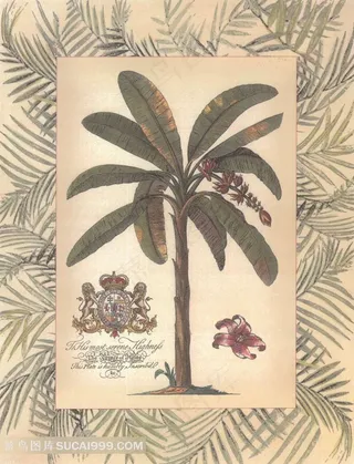 热带植物香蕉树装饰画